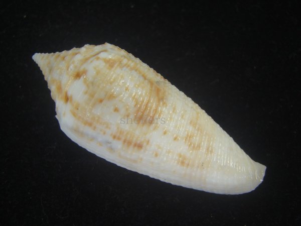 画像2: サナダイモ(Conus australis) 老成 (2)