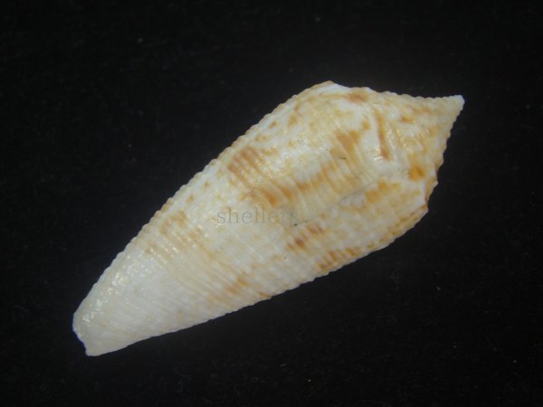 画像3: サナダイモ(Conus australis) 老成 (3)