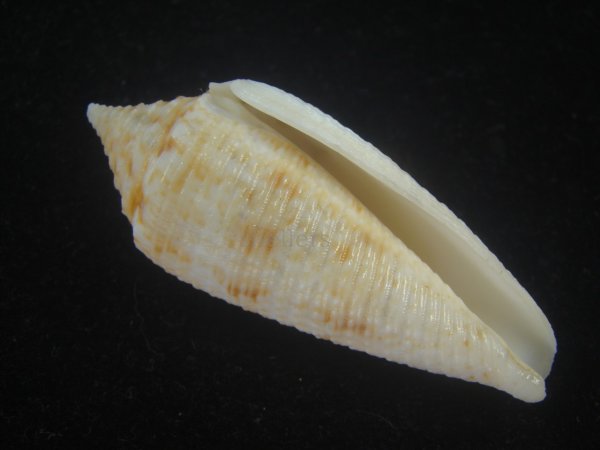 画像4: サナダイモ(Conus australis) 老成 (4)