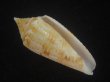 画像1: サナダイモ(Conus australis) 老成 (1)