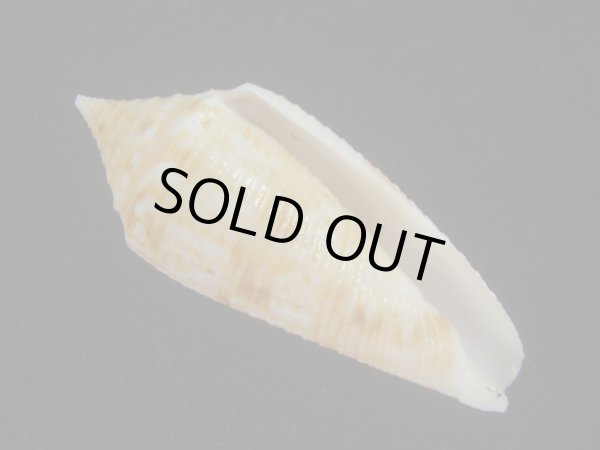 画像1: サナダイモ(Conus australis) 老成 (1)