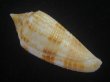 画像2: サナダイモ(Conus australis) 老成 (2)