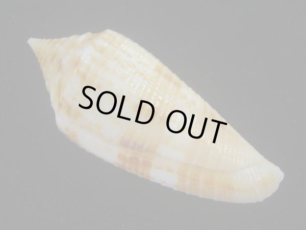 画像2: サナダイモ(Conus australis) 老成 (2)