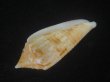 画像3: サナダイモ(Conus australis) 老成 (3)