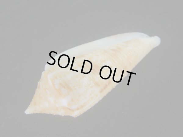 画像3: サナダイモ(Conus australis) 老成 (3)