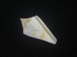 画像1: トリステンイモ(Conus tristensis) 美品 (1)