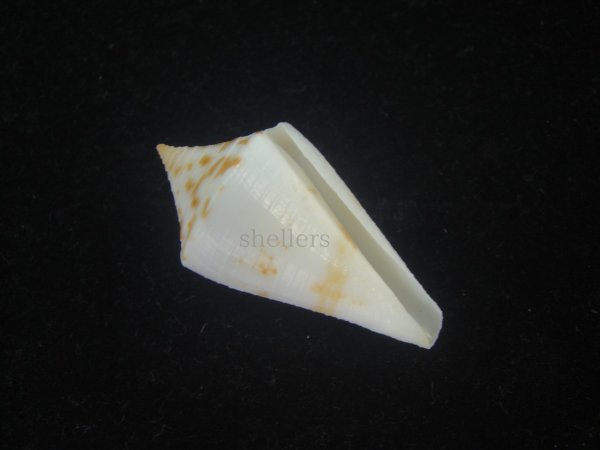 画像1: トリステンイモ(Conus tristensis) 美品 (1)