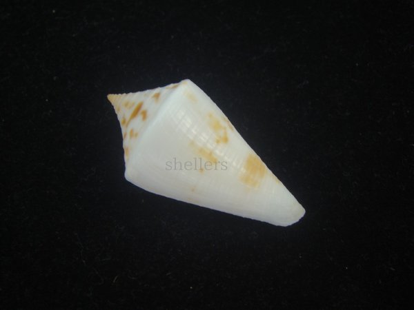 画像2: トリステンイモ(Conus tristensis) 美品 (2)