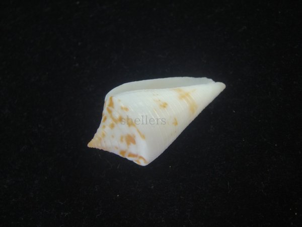 画像3: トリステンイモ(Conus tristensis) 美品 (3)