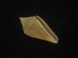 画像1: トリステンイモ(Conus tristensis)  (1)