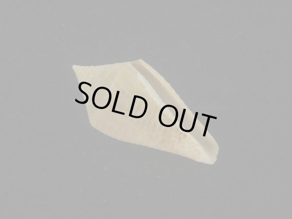 画像1: トリステンイモ(Conus tristensis)  (1)