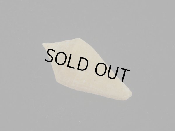 画像2: トリステンイモ(Conus tristensis)  (2)