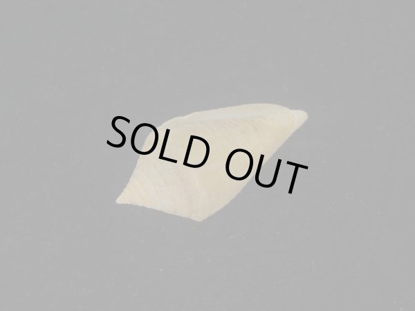 画像3: トリステンイモ(Conus tristensis)  (3)