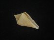 画像1: トリステンイモ(Conus tristensis)  (1)