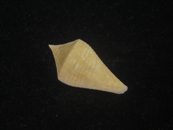 画像2: トリステンイモ(Conus tristensis)  (2)