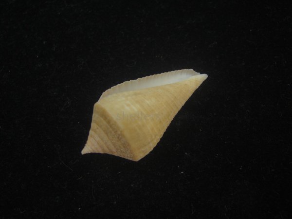 画像3: トリステンイモ(Conus tristensis)  (3)