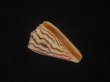 画像1: クレナイシマミナシ(Conus princeps) (1)