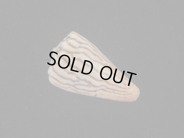 画像2: クレナイシマミナシ(Conus princeps) (2)