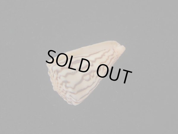 画像3: クレナイシマミナシ(Conus princeps) (3)