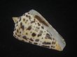 画像1: アルバロレンツイモ(Conus spurius arubaensis) 美品 (1)