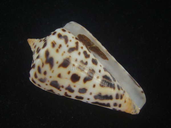 画像1: アルバロレンツイモ(Conus spurius arubaensis) 美品 (1)