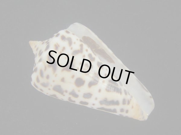 画像1: アルバロレンツイモ(Conus spurius arubaensis) 美品 (1)