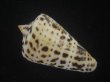 画像2: アルバロレンツイモ(Conus spurius arubaensis) 美品 (2)