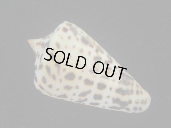 画像2: アルバロレンツイモ(Conus spurius arubaensis) 美品 (2)