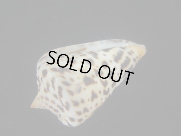 画像3: アルバロレンツイモ(Conus spurius arubaensis) 美品 (3)