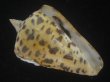 画像1: アルバロレンツイモ(Conus spurius arubaensis) 老成　美品 (1)