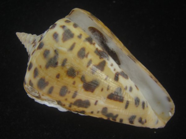 画像1: アルバロレンツイモ(Conus spurius arubaensis) 老成　美品 (1)
