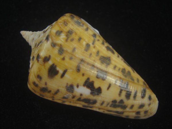 画像2: アルバロレンツイモ(Conus spurius arubaensis) 老成　美品 (2)