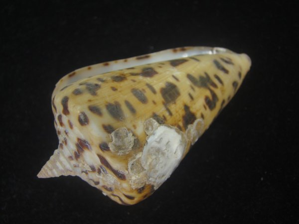 画像3: アルバロレンツイモ(Conus spurius arubaensis) 老成　美品 (3)