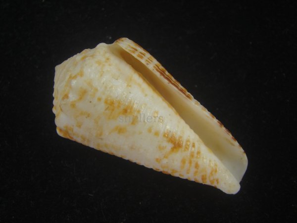 画像1: ハナゴザイモ(Conus sulcocastaneus) 死殻だけど特老成 (1)