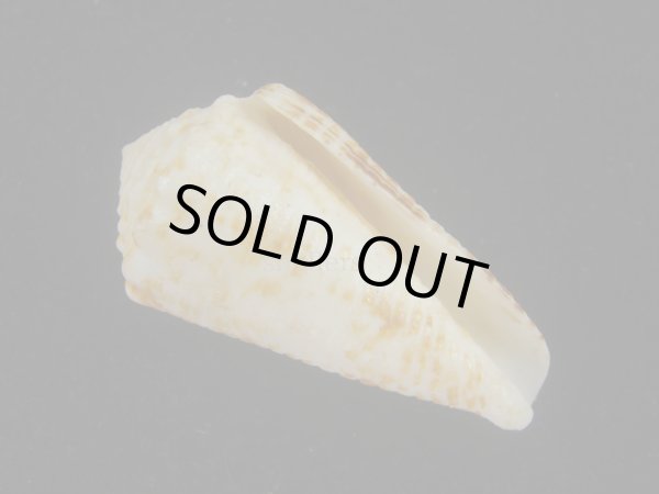 画像1: ハナゴザイモ(Conus sulcocastaneus) 死殻だけど特老成 (1)