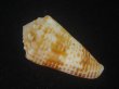 画像2: ハナゴザイモ(Conus sulcocastaneus) 死殻だけど特老成 (2)