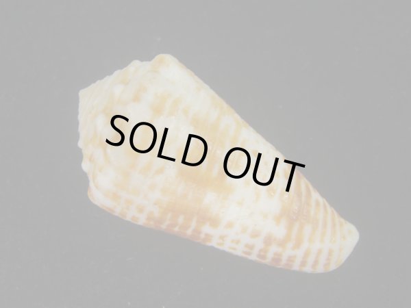 画像2: ハナゴザイモ(Conus sulcocastaneus) 死殻だけど特老成 (2)