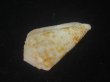 画像3: ハナゴザイモ(Conus sulcocastaneus) 死殻だけど特老成 (3)