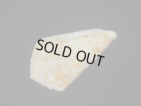 画像3: ハナゴザイモ(Conus sulcocastaneus) 死殻だけど特老成 (3)