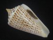 画像1: ヨウラクイモ(Conus spurius) 美品 (1)