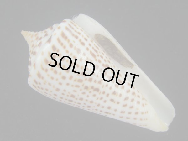 画像1: ヨウラクイモ(Conus spurius) 美品 (1)