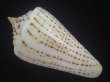 画像2: ヨウラクイモ(Conus spurius) 美品 (2)