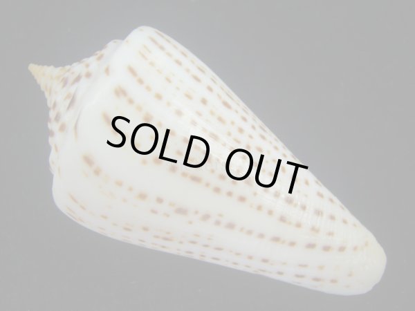 画像2: ヨウラクイモ(Conus spurius) 美品 (2)