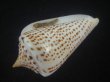 画像3: ヨウラクイモ(Conus spurius) 美品 (3)