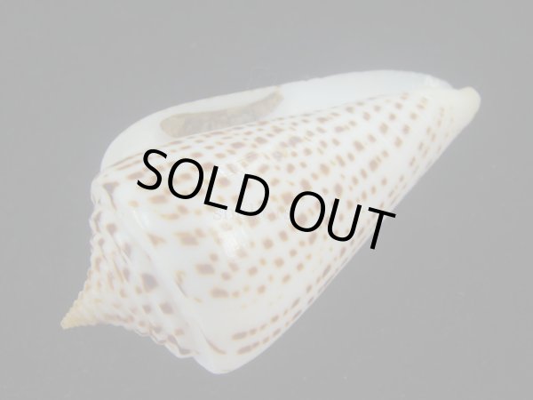 画像3: ヨウラクイモ(Conus spurius) 美品 (3)