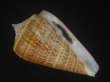 画像1: ヨウラクイモ(Conus spurius) 美品 (1)