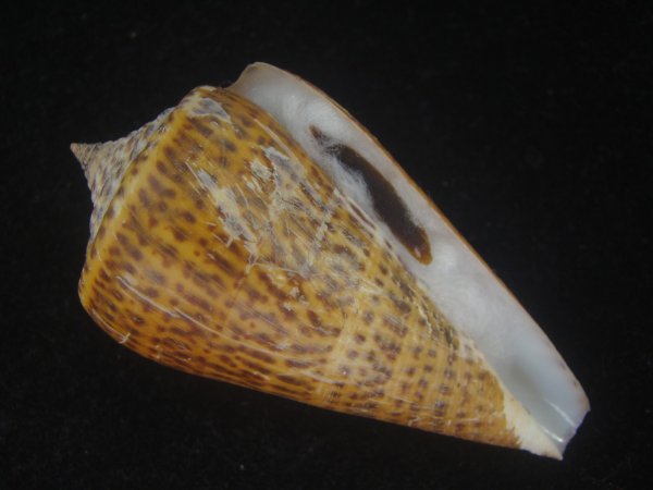 画像1: ヨウラクイモ(Conus spurius) 美品 (1)