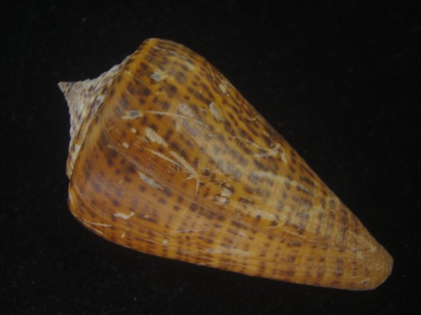 画像2: ヨウラクイモ(Conus spurius) 美品 (2)