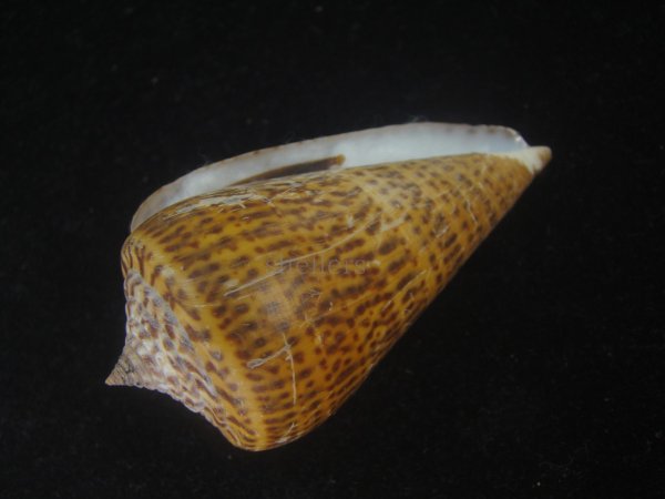画像3: ヨウラクイモ(Conus spurius) 美品 (3)