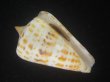 画像1: アルバロレンツイモ(Conus spurius arubaensis) Golden (1)